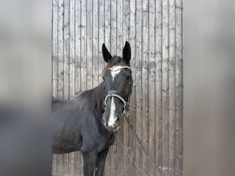 Malopolski Yegua 17 años Negro in Dobrcz