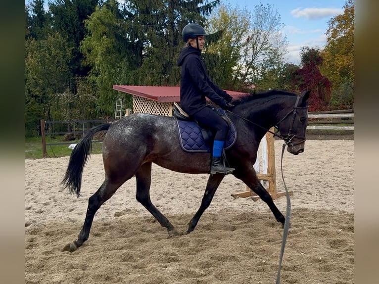 Malopolski Yegua 3 años 157 cm Atigrado/Moteado in Hrubieszów