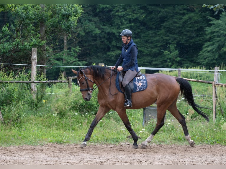 Malopolski Yegua 5 años 166 cm Castaño rojizo in Krzeszowice
