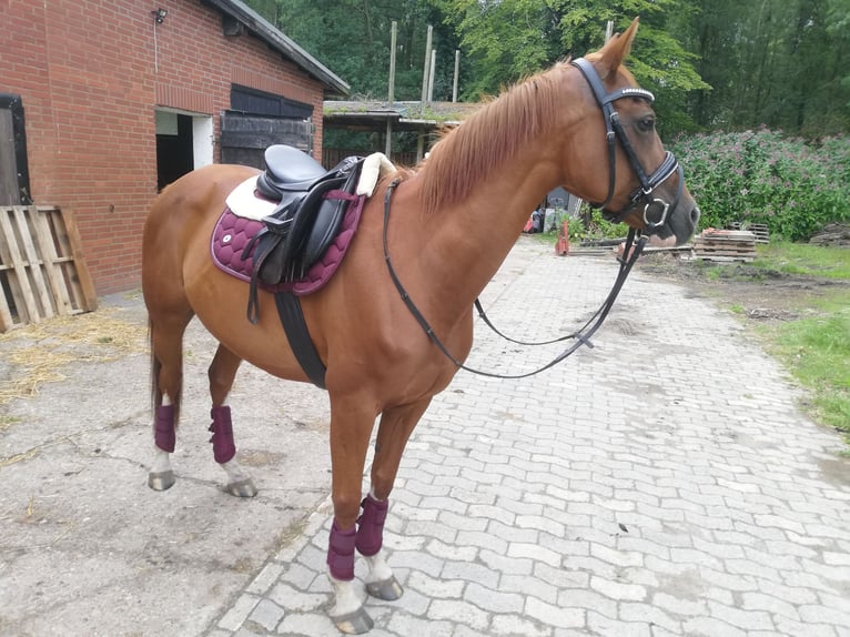 Mały koń niemiecki Mix Klacz 10 lat 150 cm Kasztanowata in Ganderkesee