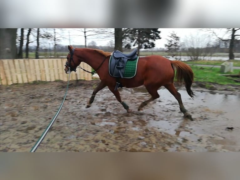 Mały koń niemiecki Mix Klacz 10 lat 150 cm Kasztanowata in Ganderkesee