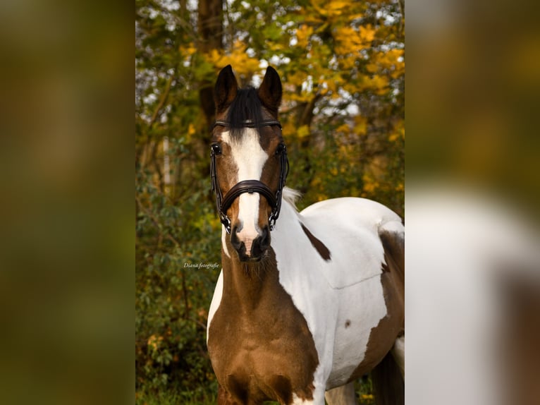 Mały koń niemiecki Klacz 19 lat 155 cm Srokata in Hannover