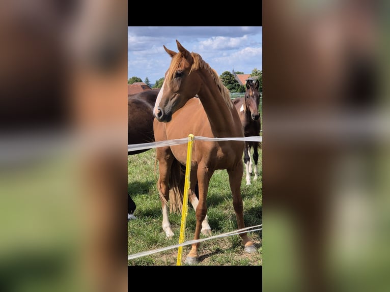 Mały koń niemiecki Klacz 2 lat 158 cm Kasztanowata in Flöthe