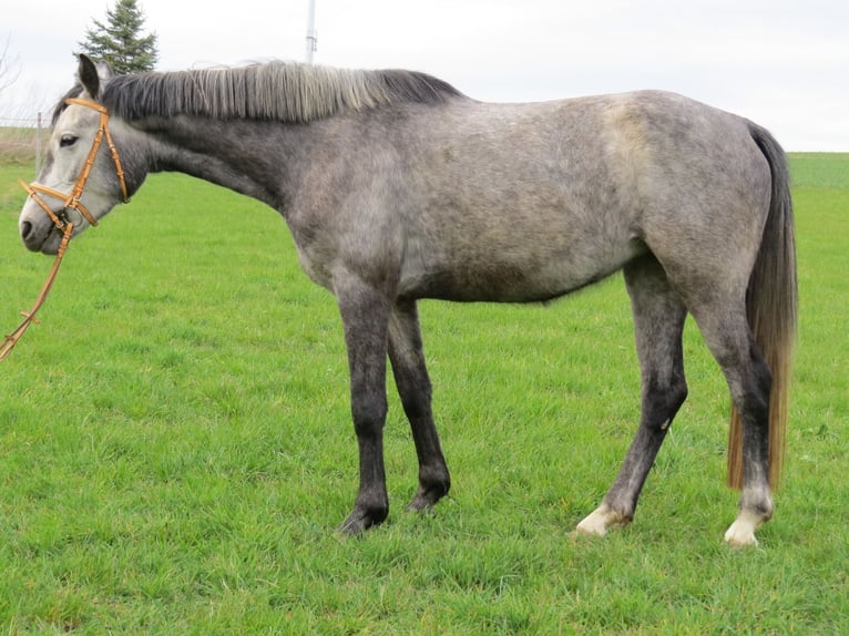 Mały koń niemiecki Klacz 4 lat 150 cm Siwa in Reichenbach/O.L.