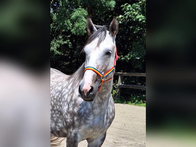 Mały koń niemiecki Mix Klacz 6 lat 150 cm Siwa jabłkowita in Argenbühl