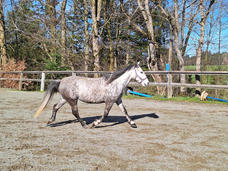 Mały koń niemiecki Mix Klacz 6 lat 150 cm Siwa jabłkowita in Argenbühl