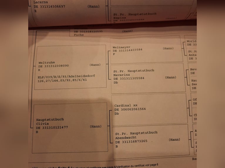 Mały koń niemiecki Klacz Źrebak (05/2024) 155 cm Jelenia in Drentwede