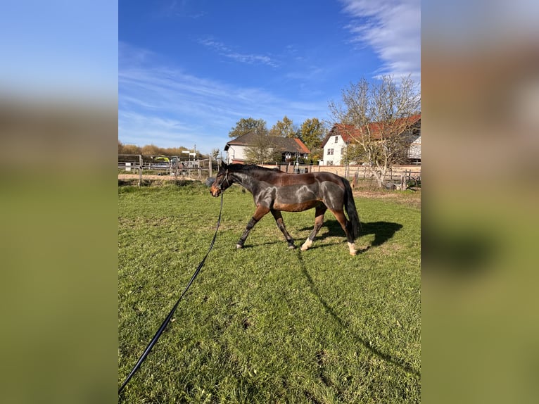 Mały koń niemiecki Wałach 8 lat 150 cm Gniada in Wutha-Farnroda