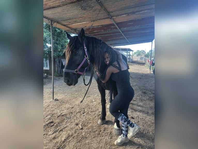 Maly sucht Reitbeteiligung
