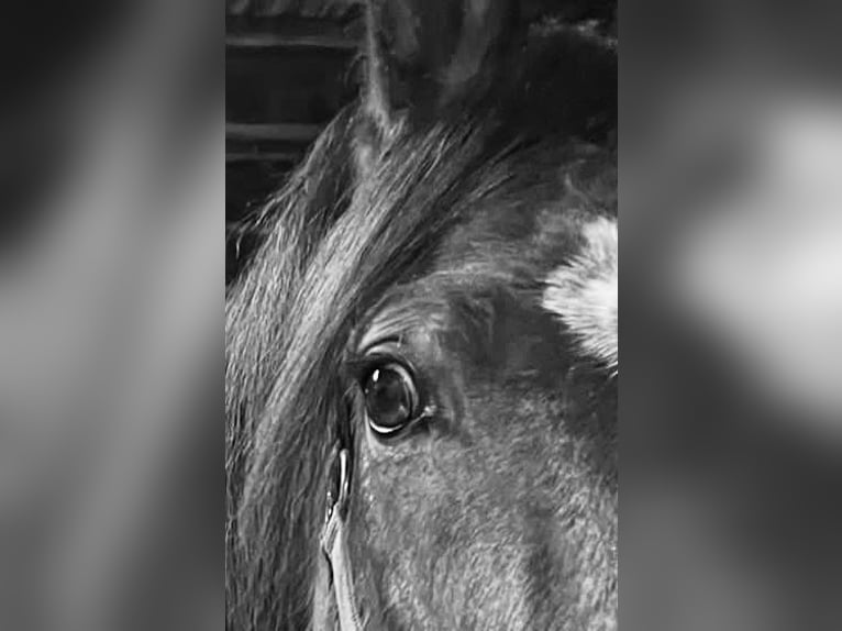 Mangalarga Castrone 13 Anni 152 cm Baio in Gernsbach