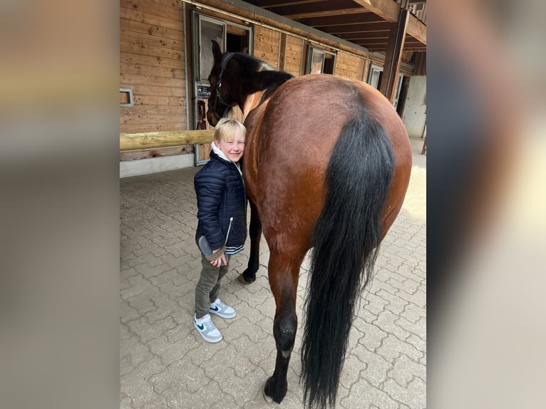 Mangalarga Castrone 13 Anni 152 cm Baio in Gernsbach