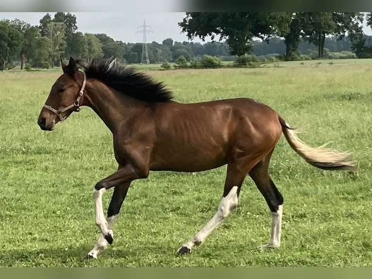 Mangalarga Castrone 1 Anno 152 cm Pezzato in Neuenkirchen