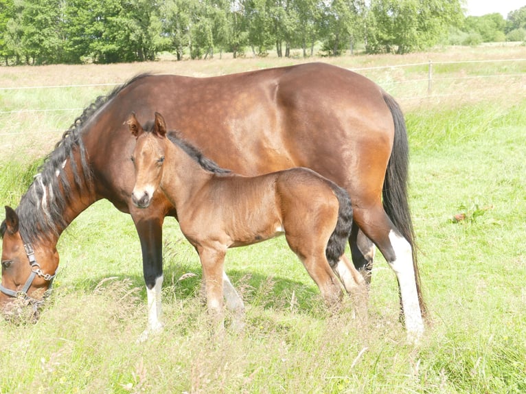 Mangalarga Castrone 1 Anno 153 cm Baio scuro in Neuenkirchen