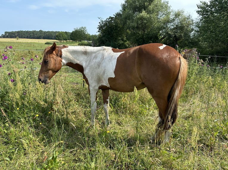 Mangalarga Castrone 2 Anni 147 cm Pezzato in Alt Bukow