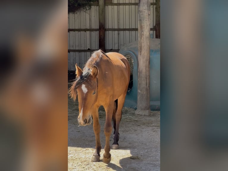 Mangalarga Castrone 2 Anni 150 cm Baio chiaro in Züsch