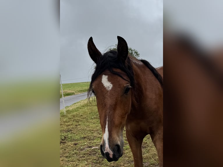 Mangalarga Castrone 2 Anni 150 cm Baio chiaro in Züsch