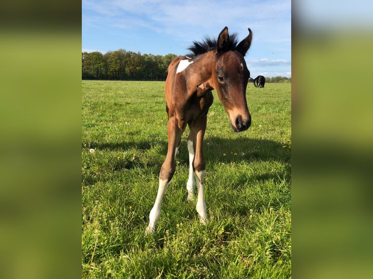 Mangalarga Castrone 2 Anni 152 cm Pezzato in Neuenkirchen
