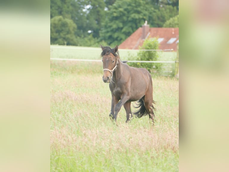 Mangalarga Castrone 2 Anni 155 cm Grigio ferro in Neuenkirchen