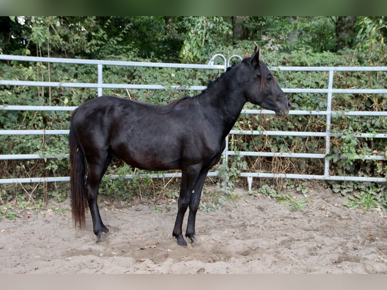Mangalarga Mix Castrone 2 Anni Morello in Morsbach