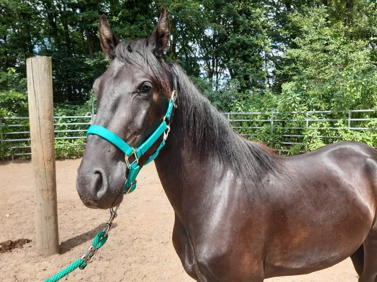 Mangalarga Mix Castrone 3 Anni Morello in Morsbach