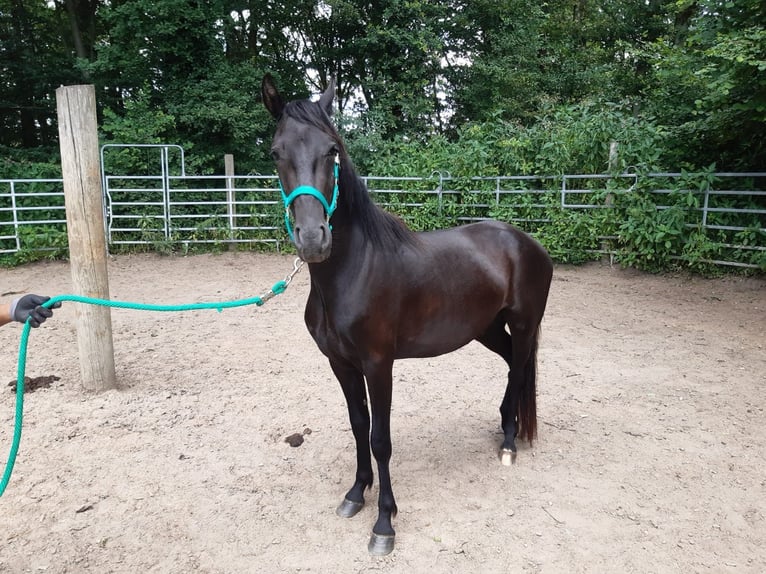 Mangalarga Mix Castrone 3 Anni Morello in Morsbach