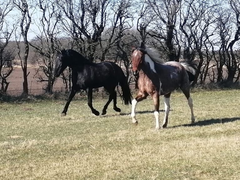 Mangalarga Castrone 4 Anni 155 cm Roano blu in Skærbæk