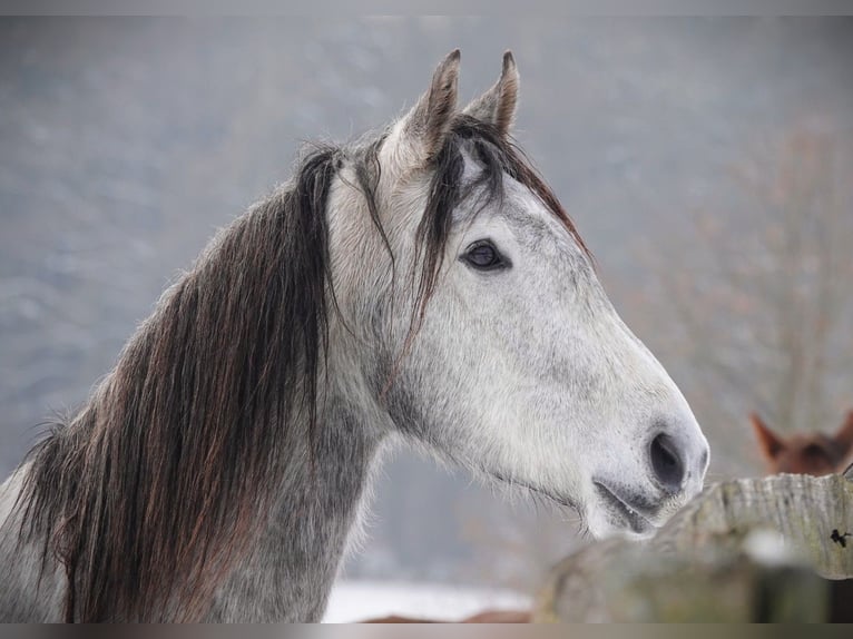 Mangalarga Castrone 5 Anni 157 cm Grigio pezzato in Bad Hersfeld