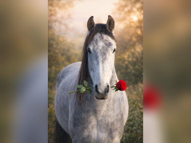 Mangalarga Castrone 5 Anni 157 cm Grigio pezzato in Bad Hersfeld