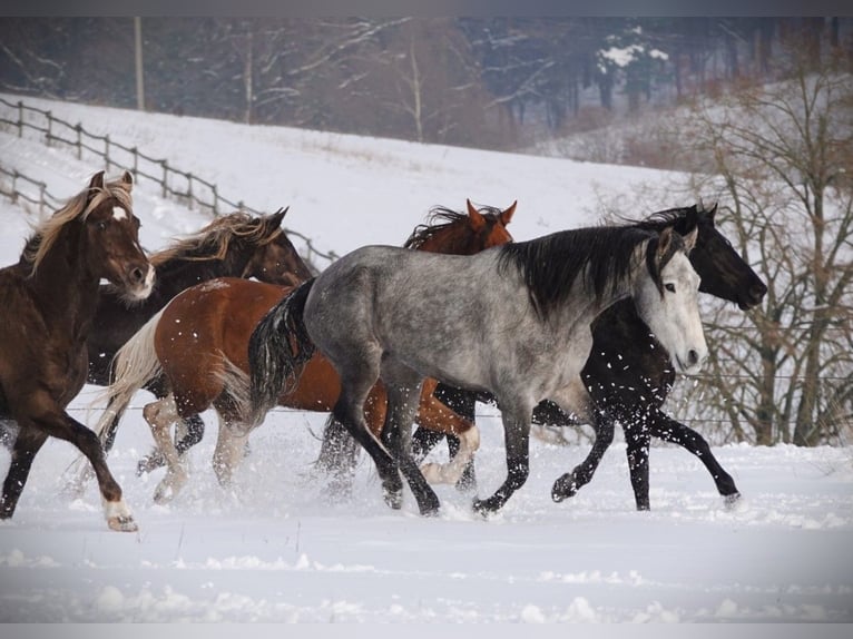 Mangalarga Castrone 5 Anni 157 cm Grigio pezzato in Bad Hersfeld