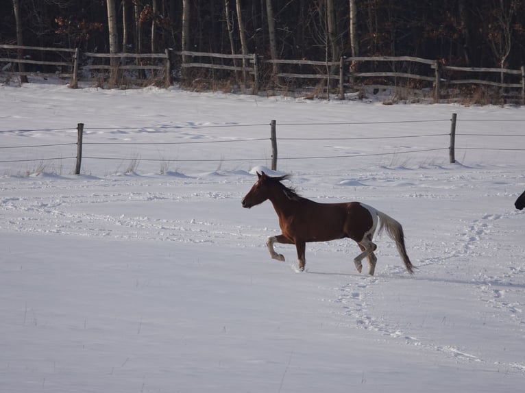 Mangalarga Castrone 5 Anni 160 cm Tobiano-tutti i colori in Bad Hersfeld
