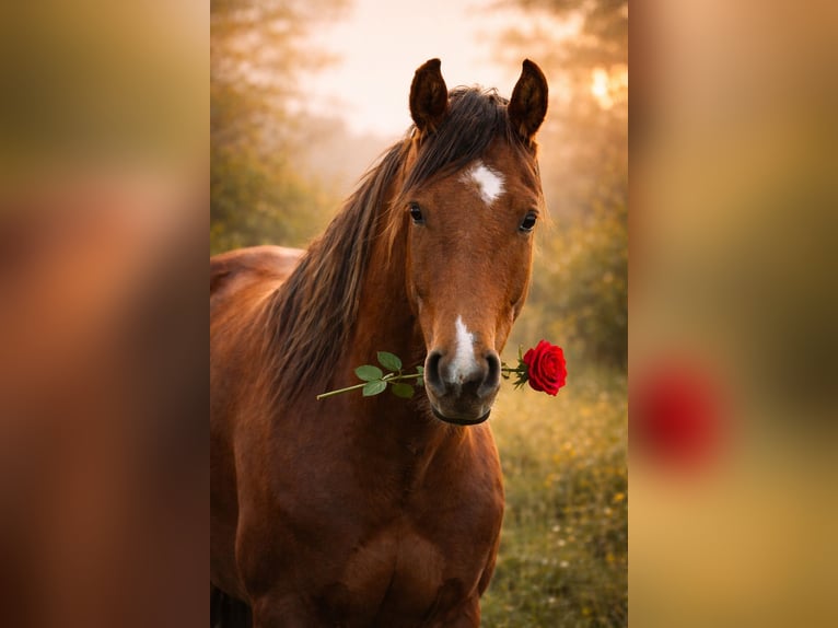 Mangalarga Castrone 5 Anni 160 cm Tobiano-tutti i colori in Bad Hersfeld