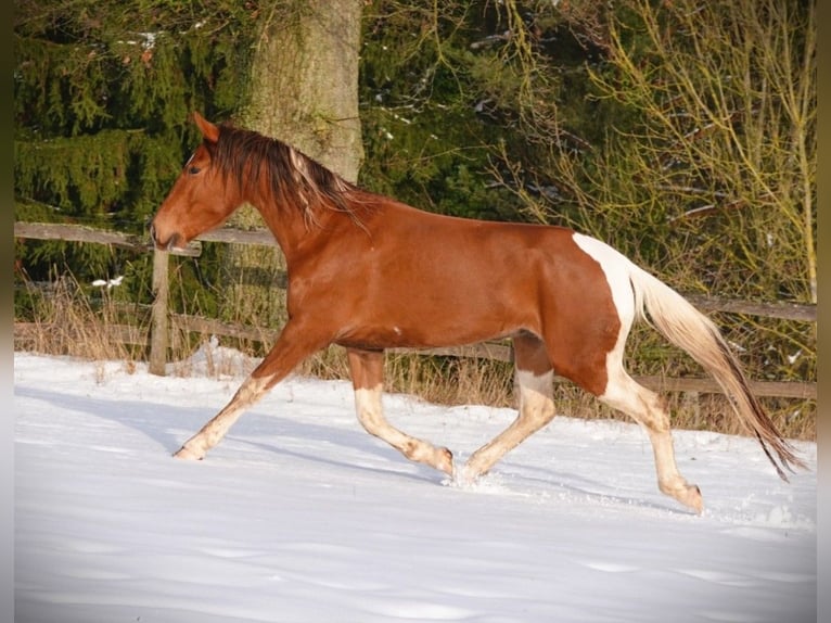 Mangalarga Castrone 5 Anni 160 cm Tobiano-tutti i colori in Bad Hersfeld