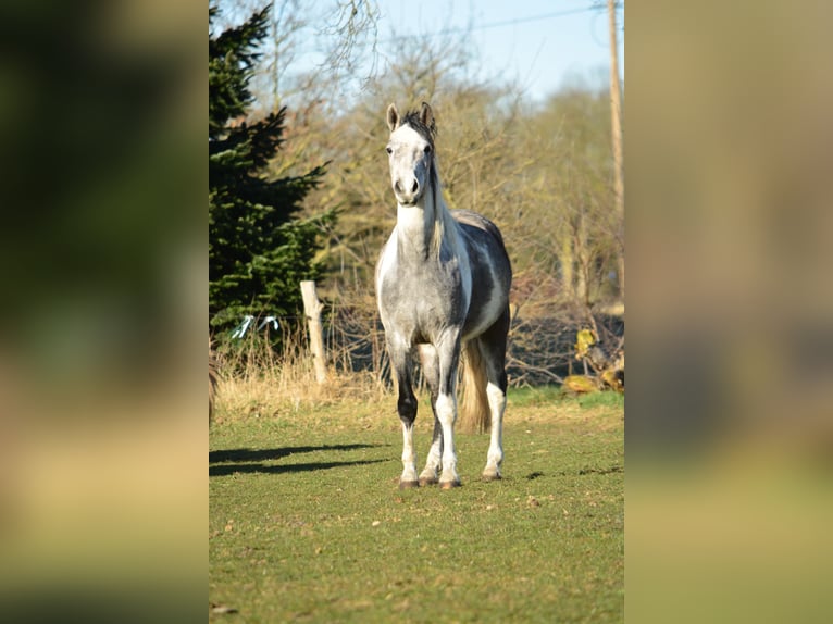 Mangalarga Castrone 6 Anni 160 cm Grigio in Aurich