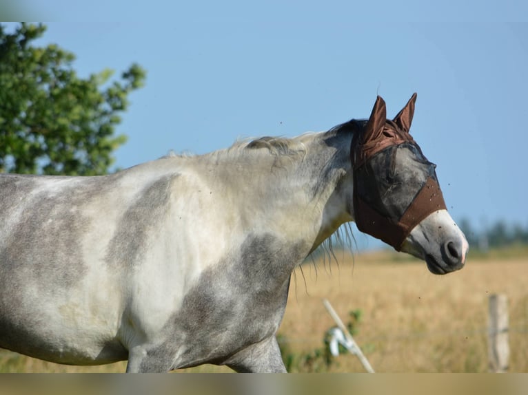 Mangalarga Castrone 6 Anni 160 cm Grigio in Aurich