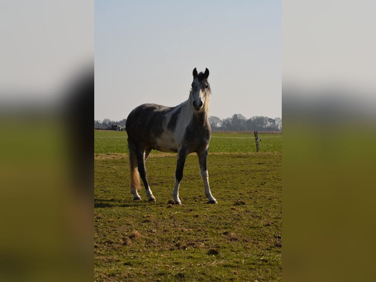 Mangalarga Castrone 6 Anni 160 cm Grigio in Aurich