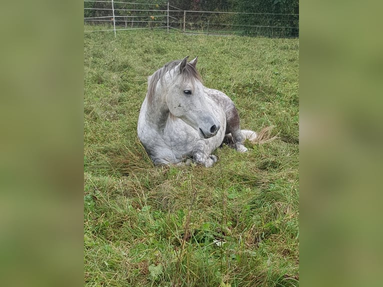 Mangalarga Castrone 8 Anni 154 cm Grigio pezzato in Königswinter