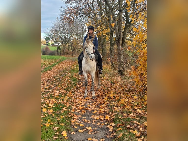 Mangalarga Castrone 9 Anni 154 cm Grigio in Bad Münstereifel