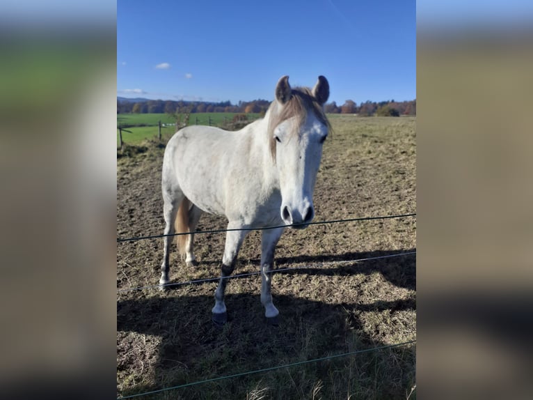 Mangalarga Castrone 9 Anni 154 cm Grigio in Bad Münstereifel