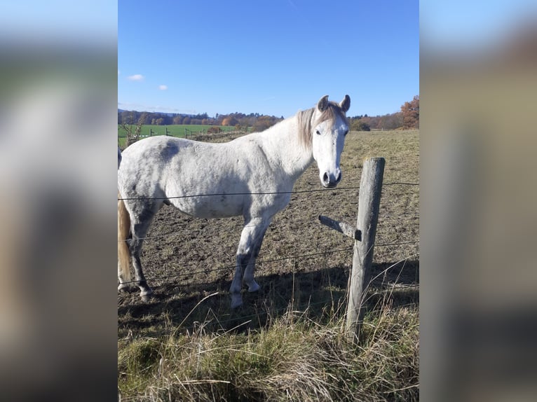Mangalarga Castrone 9 Anni 154 cm Grigio in Bad Münstereifel