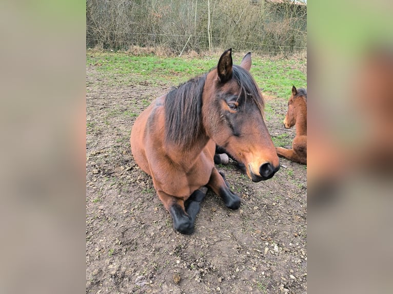 Mangalarga Giumenta 11 Anni 153 cm Baio in Neuenkirchen