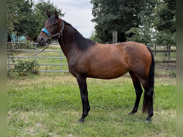 Mangalarga Giumenta 11 Anni 153 cm Baio in Neuenkirchen