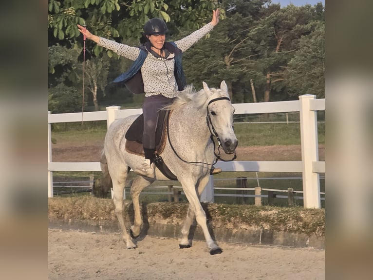 Mangalarga Giumenta 13 Anni 150 cm Grigio trotinato in Bottrop