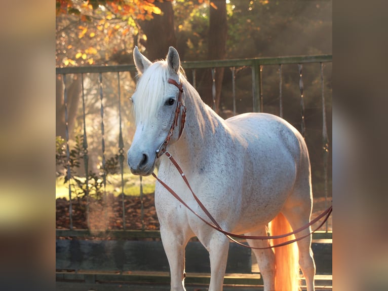 Mangalarga Giumenta 14 Anni 150 cm Grigio trotinato in Bottrop