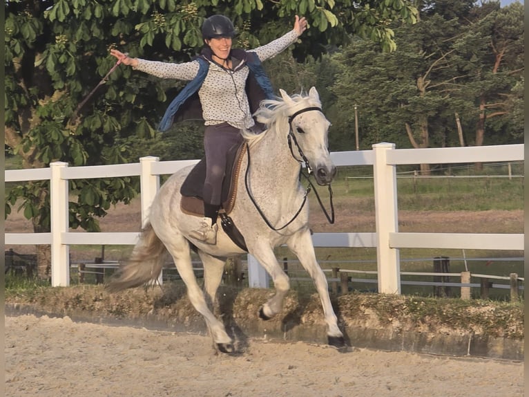 Mangalarga Giumenta 14 Anni 150 cm Grigio trotinato in Oberhausen