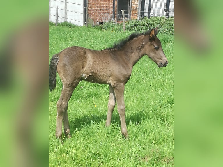 Mangalarga Giumenta 17 Anni 150 cm in ghislenghien