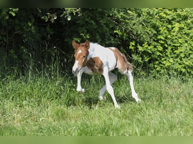 Mangalarga Giumenta 1 Anno 150 cm Pezzato in Tostedt