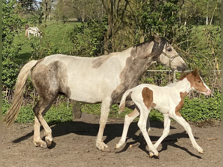 Mangalarga Giumenta 1 Anno 152 cm Pezzato in Neuenkirchen