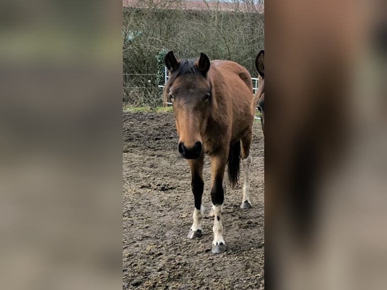 Mangalarga Giumenta 1 Anno 152 cm Pezzato in Neuenkirchen