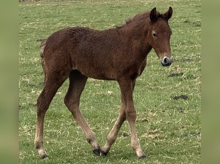 Mangalarga Giumenta 1 Anno 153 cm Grigio rossastro in Neuenkirchen