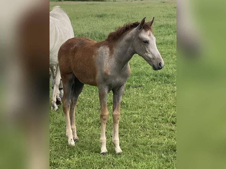 Mangalarga Giumenta 1 Anno 153 cm Grigio rossastro in Neuenkirchen